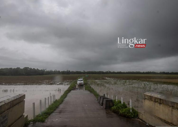 Terendam Banjir 4 Hari, 40 Hektare Sawah di Pandeglang Dipastikan Gagal Panen