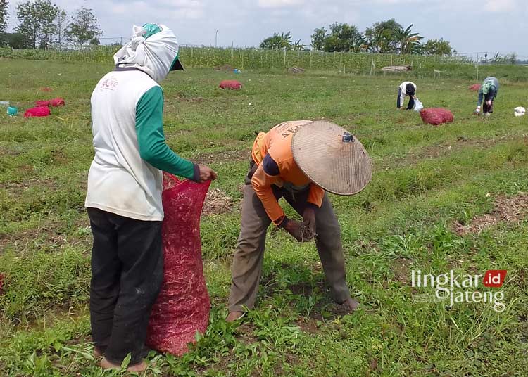 Dispertan Dorong Petani Bawang Merah di Grobogan Kuasai Manajemen Pengelolaan Pertanian