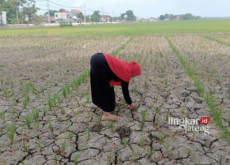 Sawah Tadah Hujan Merekah, Petani di Grobogan Terancam Gagal Panen