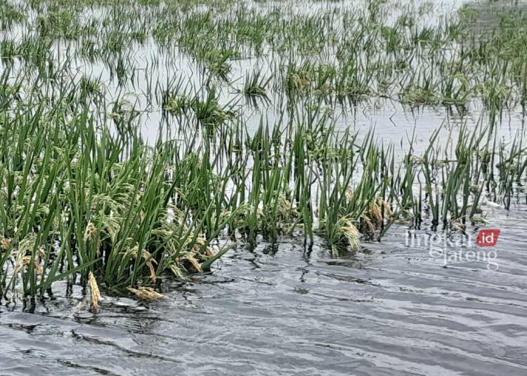 3.000 Hektare Lebih Lahan Pertanian Terendam Banjir di Grobogan
