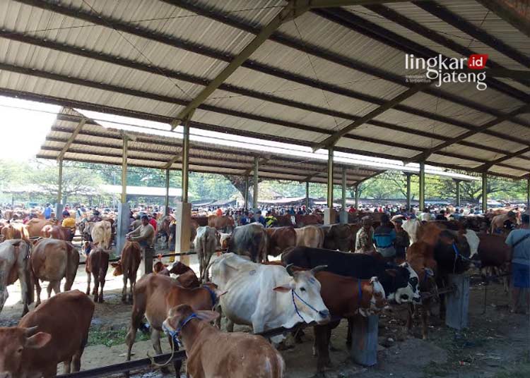 Jelang Idul Adha, Kasus PMK di Grobogan Capai Ratusan