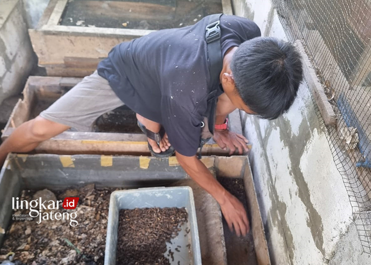 Budidaya Maggot di Ngembak Grobogan Ini Serap Sampah Organik hingga Bernilai Ekonomi